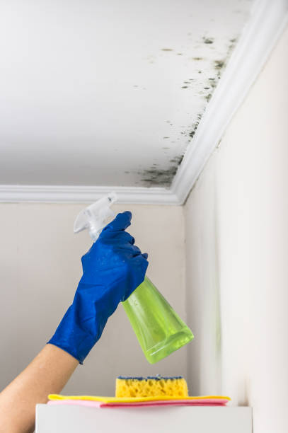 Best Toxic Mold Removal  in USA